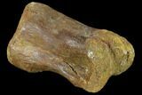 Fossil Theropod Phalange (Toe Bone) - Morocco #116860-3